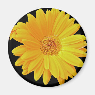 Gerbera Daisy (Gerbera hybrida) - Gelb Magnet