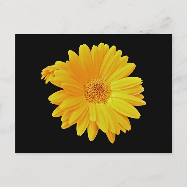 Gerbera Daisy (Gerbera hybrida) - Gelb Postkarte (Vorderseite)