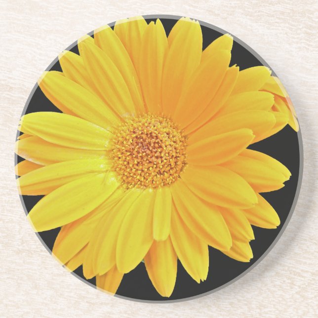 Gerbera Daisy (Gerbera hybrida) - Gelb Sandstein Untersetzer (Vorne)