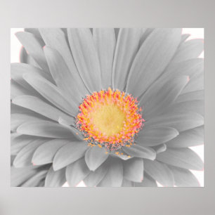Gerbera Daisy Leinwand Poster