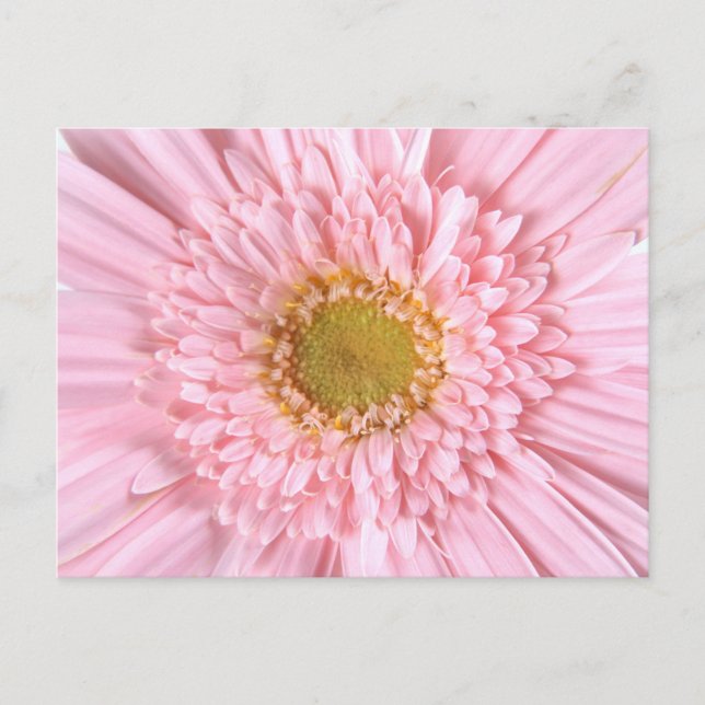 Gerbera Daisy Nah-up Foto Postcard Postkarte (Vorderseite)