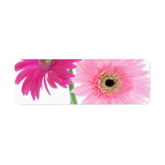 Gerbera Daisy Piink Blume (Vorne)