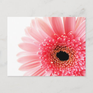 Gerbera-Daisy-Plakat Feiertagspostkarte