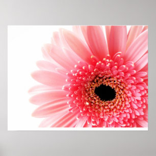 Gerbera-Daisy-Plakat Poster