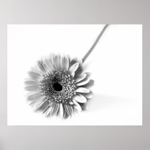 Gerbera Daisy Poster
