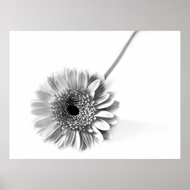 Gerbera Daisy Poster (Vorne)