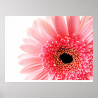 Gerbera Daisy Poster