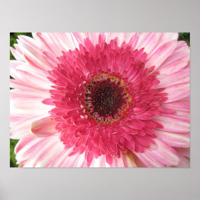 Gerbera Daisy Poster (Vorne)