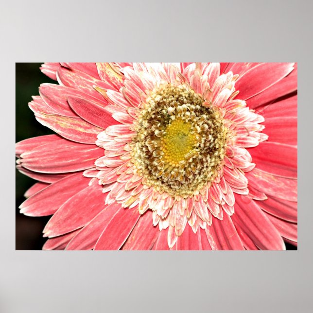 Gerbera Daisy Poster, Version B Poster (Vorne)