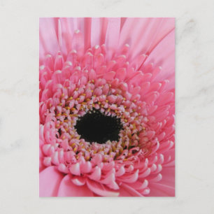 Gerbera Daisy Postkarte