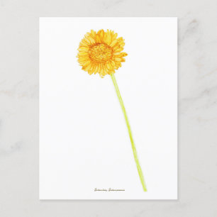 Gerbera daisy  postkarte