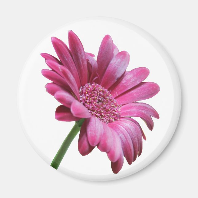 Gerbera Daisy Round Magnet (Vorne)