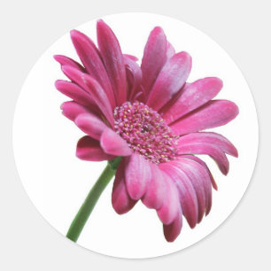 Gerbera Daisy Sticker