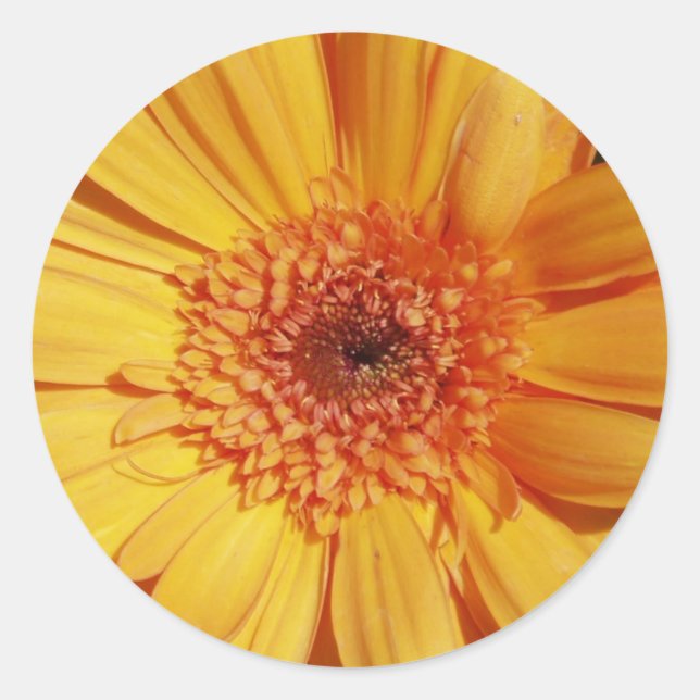 Gerbera Daisy Stickers (Vorderseite)