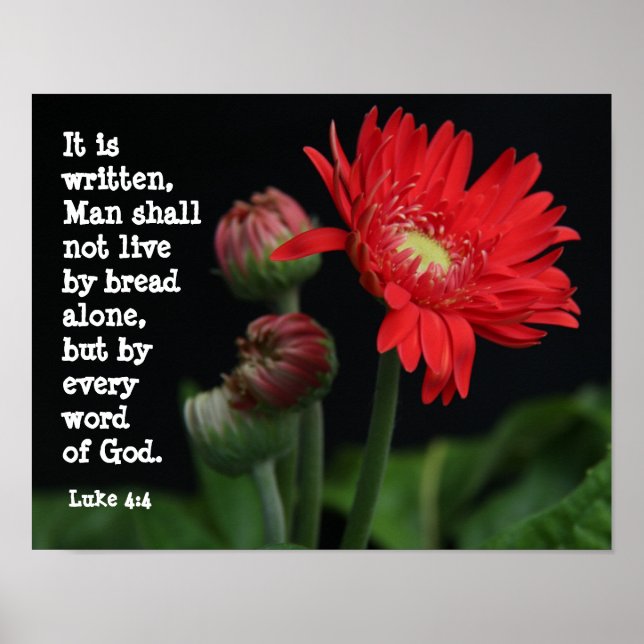Gerbera Daisy w/ Scripture Verse (Luke 4:4) Poster (Vorne)