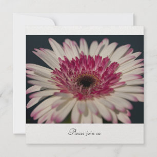 Gerbera Einladung