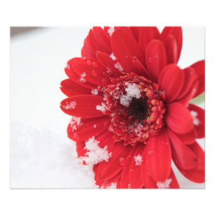 Gerbera Fotodruck