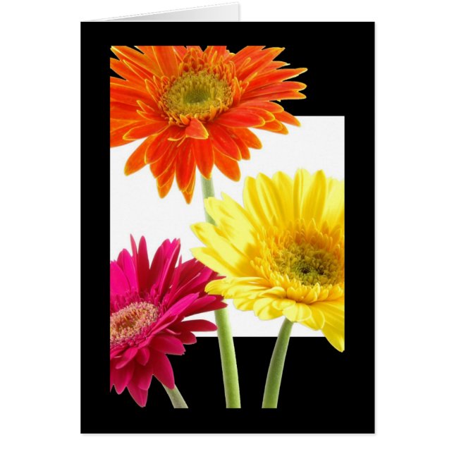 Gerbera-Gänseblümchen (Vorne)