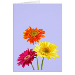 Gerbera-Gänseblümchen