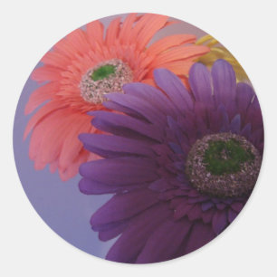 Gerbera-Gänseblümchen - Aufkleber