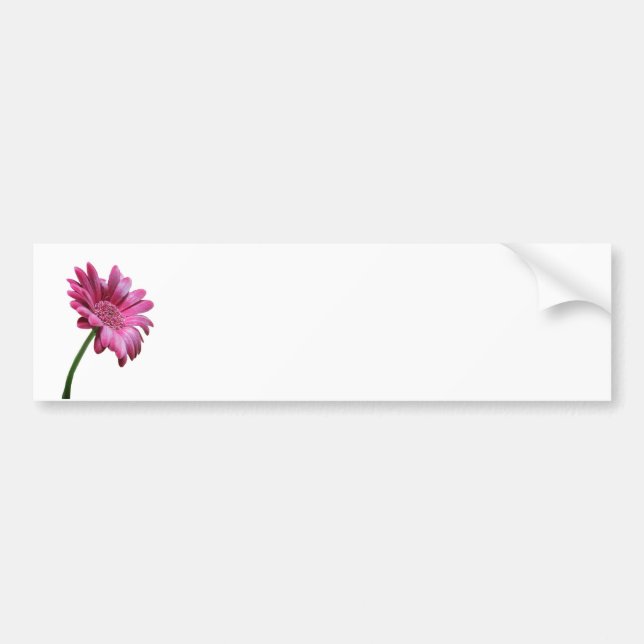 Gerbera-Gänseblümchen-Autoaufkleber Autoaufkleber (Vorne)