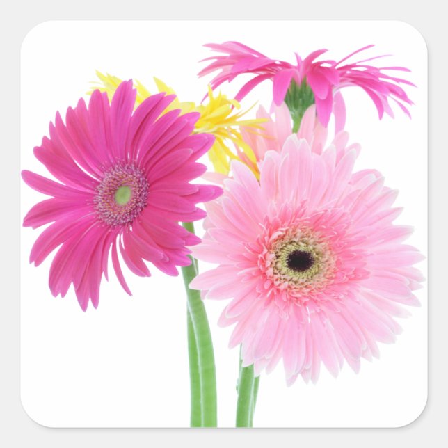 Gerbera-Gänseblümchen-Blumen Quadratischer Aufkleber (Vorderseite)