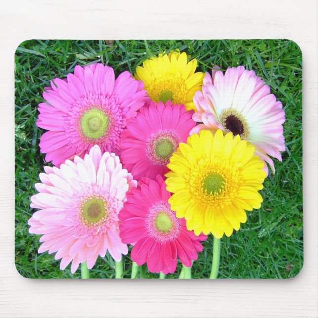 Gerbera-Gänseblümchen färbt Mousepad (Vorne)