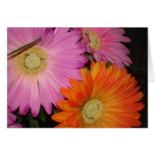 Gerbera-Gänseblümchen-Garten