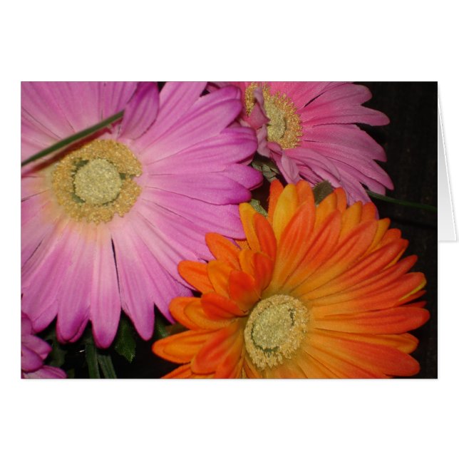 Gerbera-Gänseblümchen-Garten (Vorderseite (Horizontal))