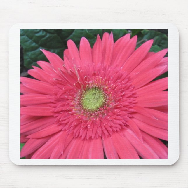 Gerbera-Gänseblümchen Mousepad (Vorne)