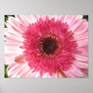 Gerbera-Gänseblümchen-Plakat Poster