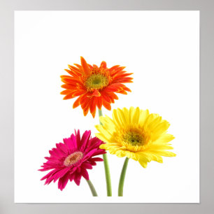 Gerbera-Gänseblümchen Poster