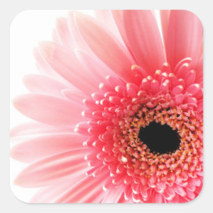 Gerbera Gänseblümchen   Quadratischer Aufkleber