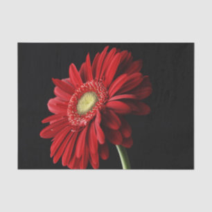 Gerbera-Gänseblümchen Seidenpapier