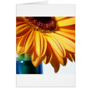 Gerbera in Blue Vase