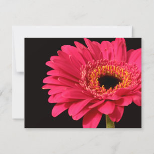Gerbera in Rosa