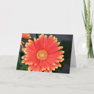 Gerbera Karte