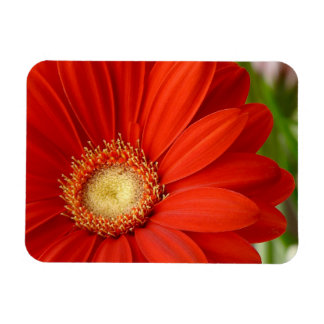 Gerbera Magnet