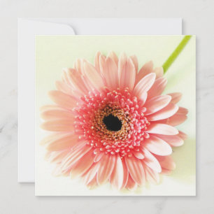 Gerbera-Margerite Einladung