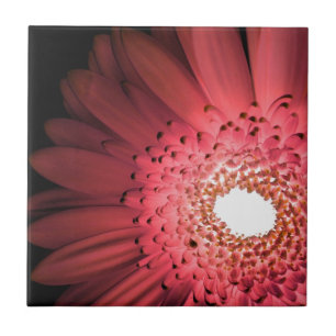 Gerbera-Margerite Fliese