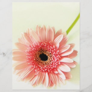 Gerbera-Margerite Flyer