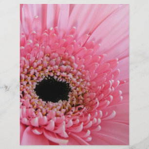Gerbera-Margerite Flyer
