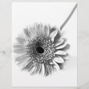 Gerbera-Margerite Flyer