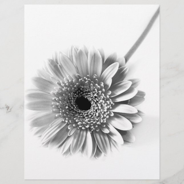 Gerbera-Margerite Flyer (Vorne)