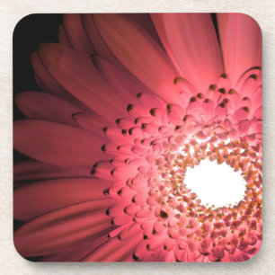 Gerbera-Margerite Getränkeuntersetzer