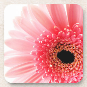 Gerbera-Margerite Getränkeuntersetzer