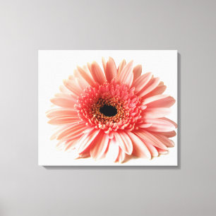 Gerbera-Margerite Leinwanddruck