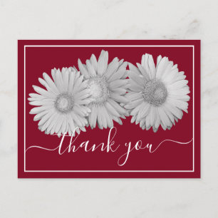 Gerbera-Margeriten vor karmesinrotem Hintergrund - Postkarte