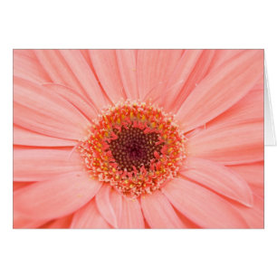 Gerbera Pink