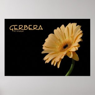 Gerbera-Plakat Poster